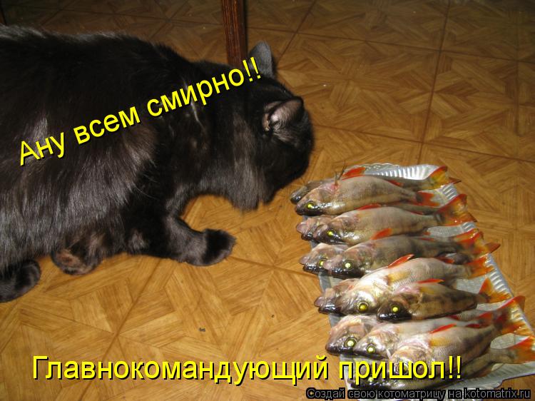 Ану всем смирно!! Главнокомандующий пришол!!... Котоматрица: Ану всем смирно!! Главнокомандующий пришол!!