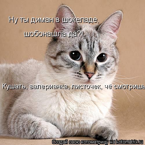 Ну ты диман в шокеладе, шобонашла да?! Кушать, валерианка, листочек, чё смотришь... Котоматрица: Ну ты диман в шокеладе, шобонашла да?! Кушать, валерианка, листочек, чё смотришь