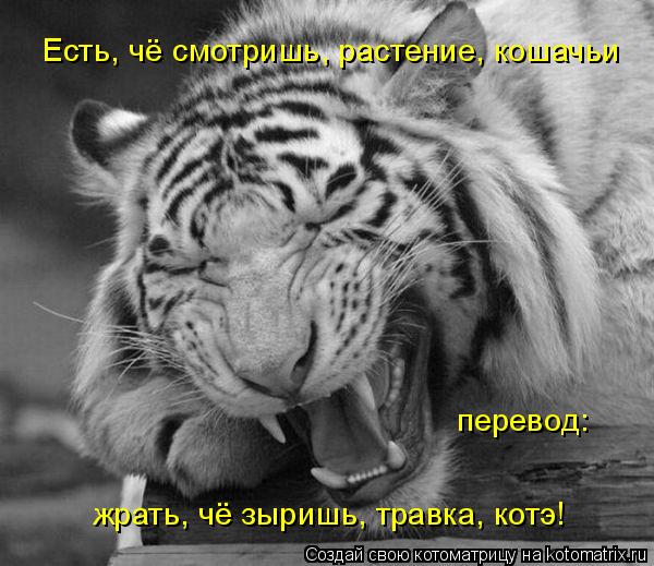 Есть, чё смотришь, растение, кошачьи перевод: жрать, чё зыришь, травка, котэ!... Котоматрица: Есть, чё смотришь, растение, кошачьи перевод: жрать, чё зыришь, травка, котэ!