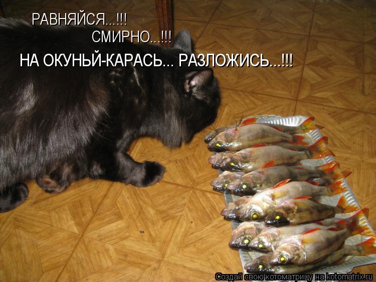 РАВНЯЙСЯ...!!! СМИРНО...!!! НА ОКУНЬЙ-КАРАСЬ... РАЗЛОЖИСЬ...!!!... Котоматрица: РАВНЯЙСЯ...!!! СМИРНО...!!! НА ОКУНЬЙ-КАРАСЬ... РАЗЛОЖИСЬ...!!!