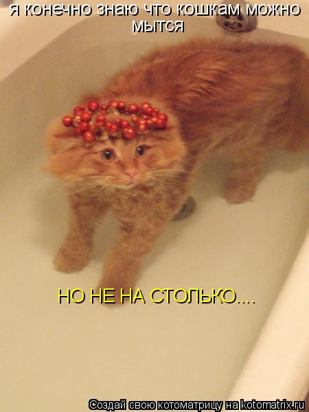 я конечно знаю что кошкам можно мытся НО НЕ НА СТОЛЬКО....... Котоматрица: я конечно знаю что кошкам можно мытся НО НЕ НА СТОЛЬКО....