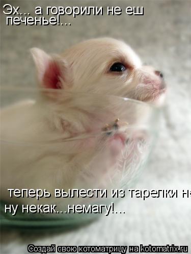 Эх... а говорили не еш печенье!... теперь вылести из тарелки немагу ну некак...немагу!...... Котоматрица: Эх... а говорили не еш печенье!... теперь вылести из тарелки немагу ну некак...немагу!...