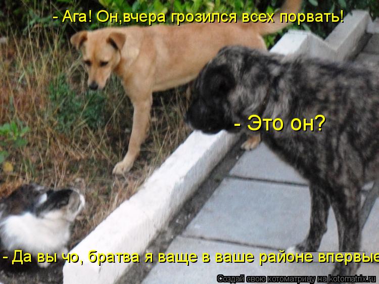 - Это он? - Ага! Он,вчера грозился всех порвать! - Да вы чо, братва я ваще в ваше районе впервые!... Котоматрица: - Это он? - Ага! Он,вчера грозился всех порвать! - Да вы чо, братва я ваще в ваше районе впервые!