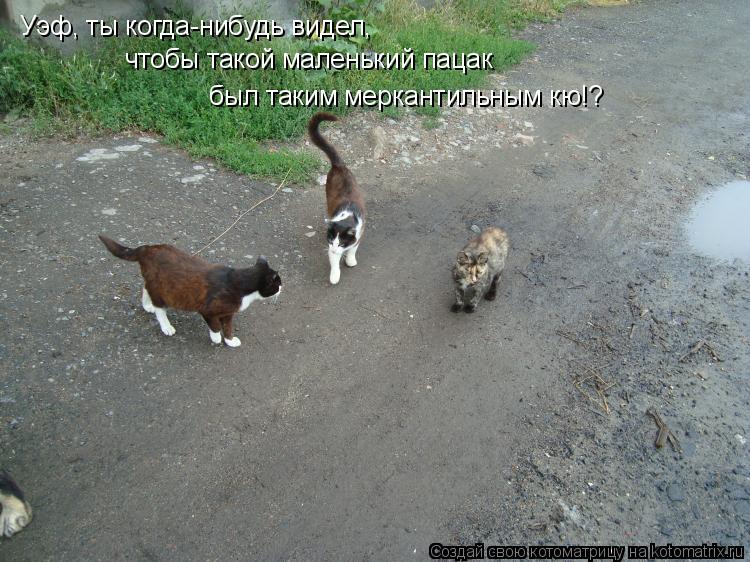 Уэф, ты когда-нибудь видел, чтобы такой маленький пацак был таким меркантильным кю!?... Котоматрица: Уэф, ты когда-нибудь видел, чтобы такой маленький пацак был таким меркантильным кю!?