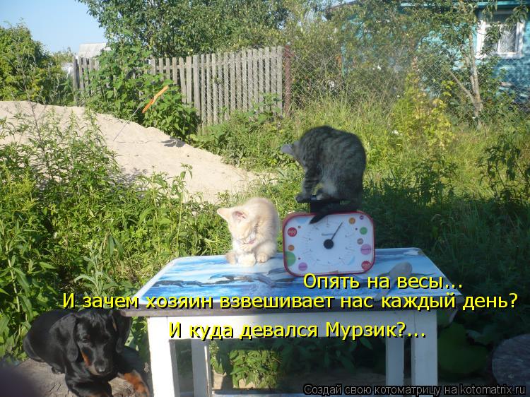 Опять на весы... И зачем хозяин взвешивает нас каждый день? И куда девался Мурзик?...... Котоматрица: Опять на весы... И зачем хозяин взвешивает нас каждый день? И куда девался Мурзик?...