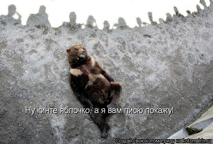 Ну кинте яблочко, а я вам писю покажу!... Котоматрица: Ну кинте яблочко, а я вам писю покажу!