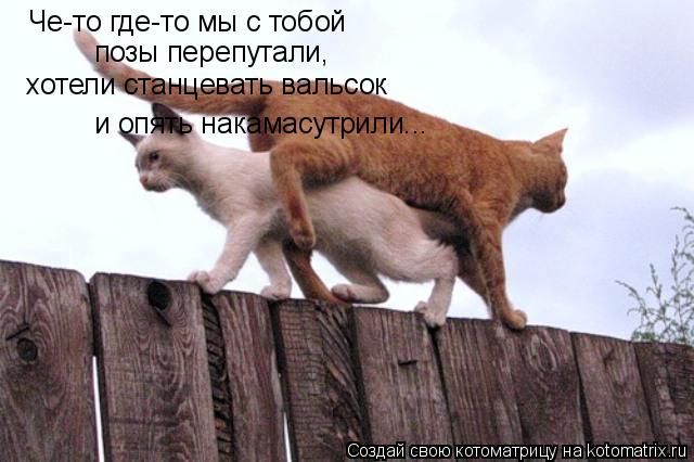 Че-то где-то мы с тобой позы перепутали, хотели станцевать вальсок и опять накамасутрили...... Котоматрица: Че-то где-то мы с тобой позы перепутали, хотели станцевать вальсок и опять накамасутрили...