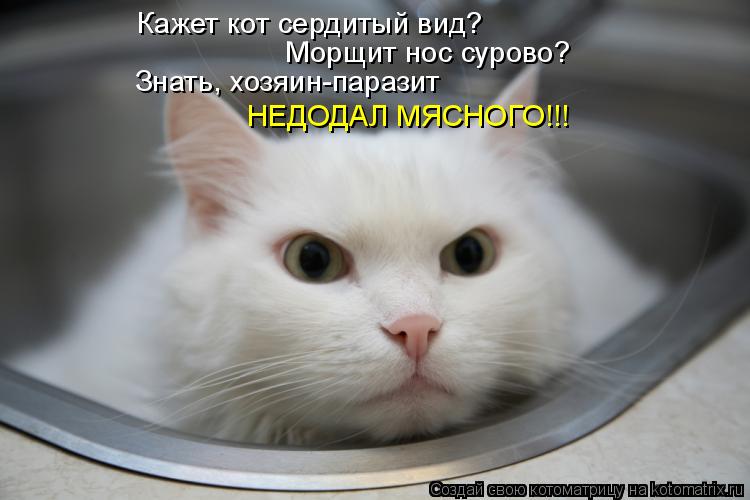 Кажет кот сердитый вид? Морщит нос сурово? Знать, хозяин-паразит НЕДОДАЛ МЯСНОГО!!!... Котоматрица: Кажет кот сердитый вид? Морщит нос сурово? Знать, хозяин-паразит НЕДОДАЛ МЯСНОГО!!!
