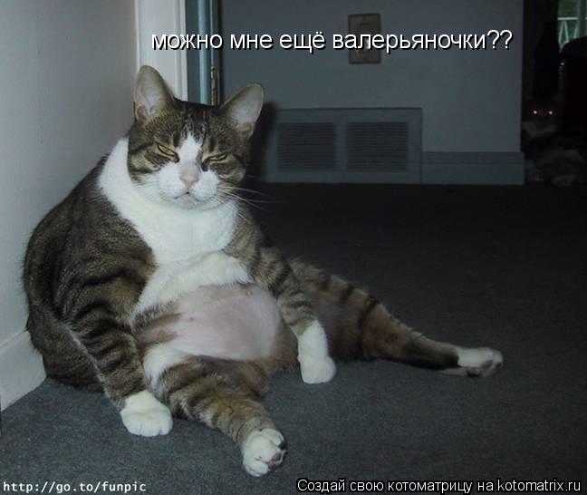 можно мне ещё валерьяночки??... Котоматрица: можно мне ещё валерьяночки??