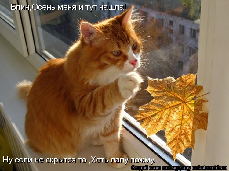 Блин,Осень меня и тут нашла! Ну если не скрытся то ,Хоть лапу пожму...... Котоматрица: Блин,Осень меня и тут нашла! Ну если не скрытся то ,Хоть лапу пожму...