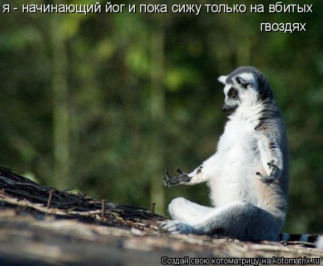 я - начинающий йог и пока сижу только на вбитых гвоздях... Котоматрица: я - начинающий йог и пока сижу только на вбитых гвоздях
