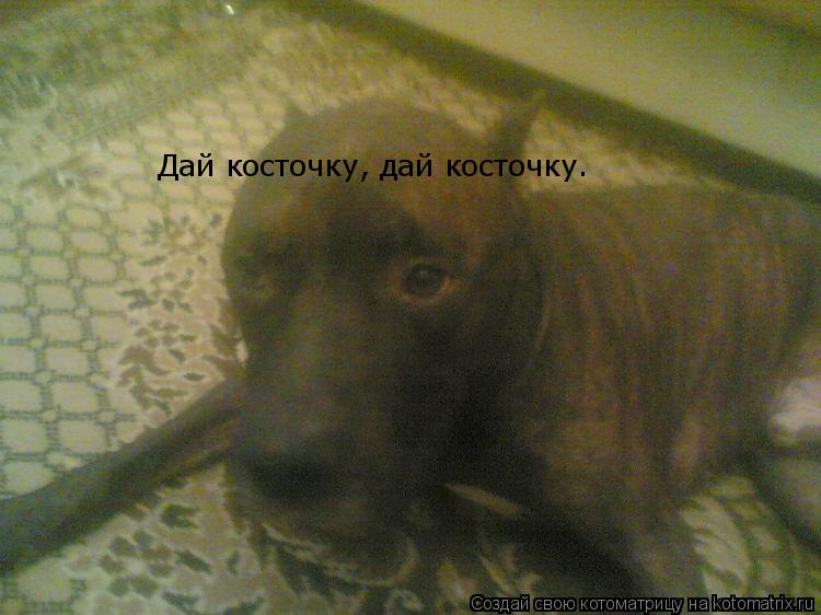 Дай косточку, дай косточку.... Котоматрица: Дай косточку, дай косточку.