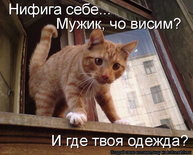 Нифига себе... Мужик, чо висим? И где твоя одежда?... Котоматрица: Нифига себе... Мужик, чо висим? И где твоя одежда?