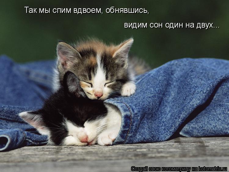 Так мы спим вдвоем, обнявшись, видим сон один на двух...... Котоматрица: Так мы спим вдвоем, обнявшись, видим сон один на двух...