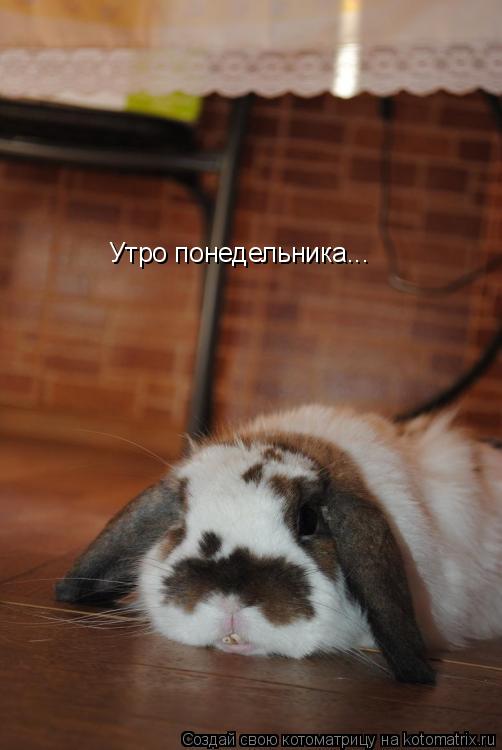 Утро понедельника...... Котоматрица: Утро понедельника...