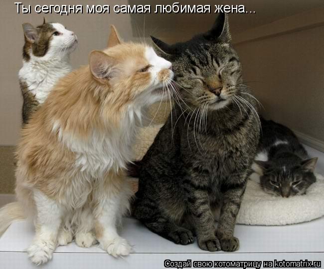 Ты сегодня моя самая любимая жена...... Котоматрица: Ты сегодня моя самая любимая жена...