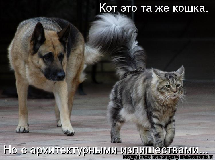 Кот это та же кошка. Но с архитектурными излишествами...... Котоматрица: Кот это та же кошка. Но с архитектурными излишествами...