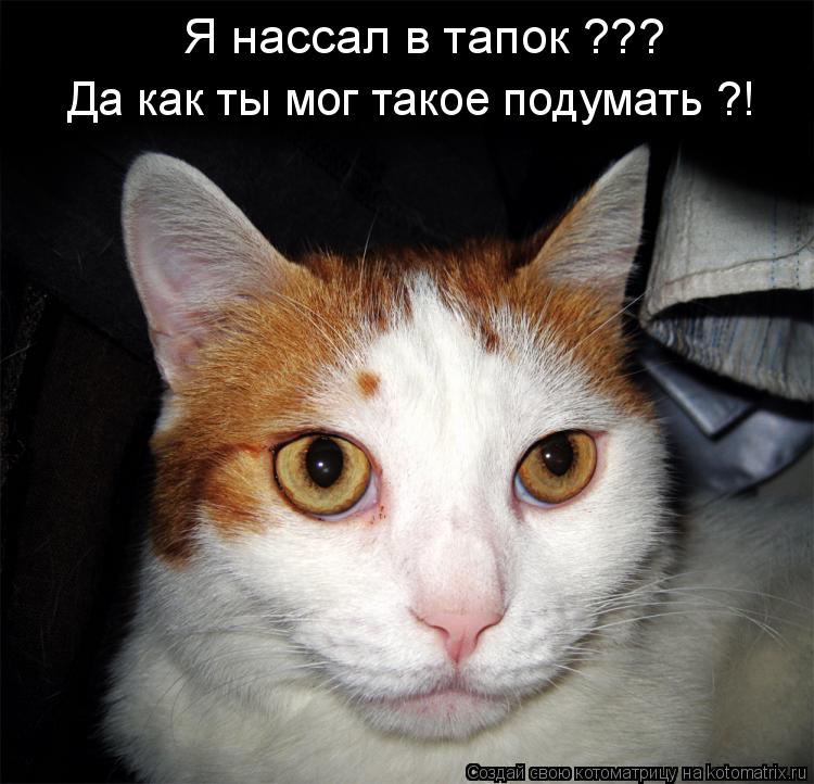 Я нассал в тапок ??? Да как ты мог такое подумать ?!... Котоматрица: Я нассал в тапок ??? Да как ты мог такое подумать ?!