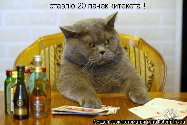 ставлю 20 пачек китекета!!... Котоматрица: ставлю 20 пачек китекета!!