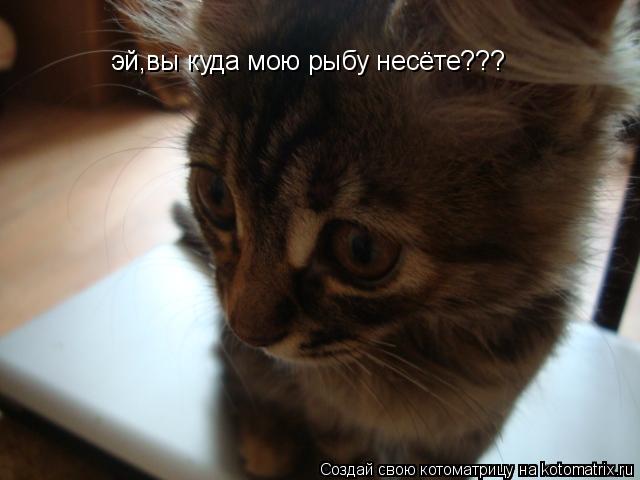 эй,вы куда мою рыбу несёте???... Котоматрица: эй,вы куда мою рыбу несёте???