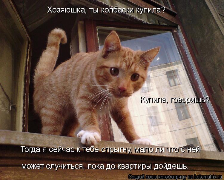 Хозяюшка, ты колбаски купила? Купила, говоришь? Тогда я сейчас к тебе спрыгну, мало ли что с ней мо... Котоматрица: Хозяюшка, ты колбаски купила? Купила, говоришь? Тогда я сейчас к тебе спрыгну, мало ли что с ней может случиться, пока до квартиры дойдешь...