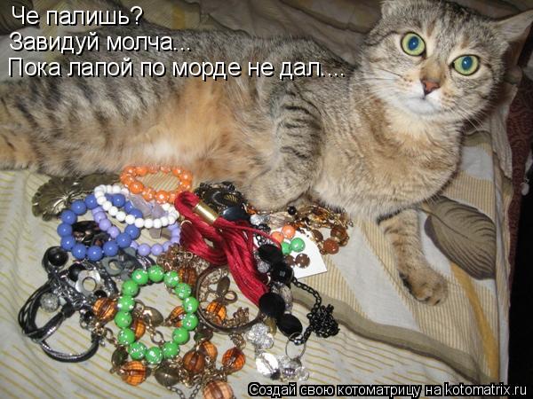 Че палишь? Завидуй молча... Пока лапой по морде не дал....... Котоматрица: Че палишь? Завидуй молча... Пока лапой по морде не дал....