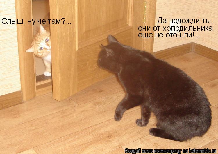 Слыш, ну че там?... Да подожди ты, они от холодильника еще не отошли!...... Котоматрица: Слыш, ну че там?... Да подожди ты, они от холодильника еще не отошли!...