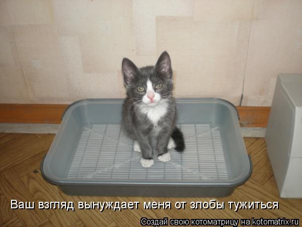 Ваш взгляд вынуждает меня от злобы тужиться... Котоматрица: Ваш взгляд вынуждает меня от злобы тужиться