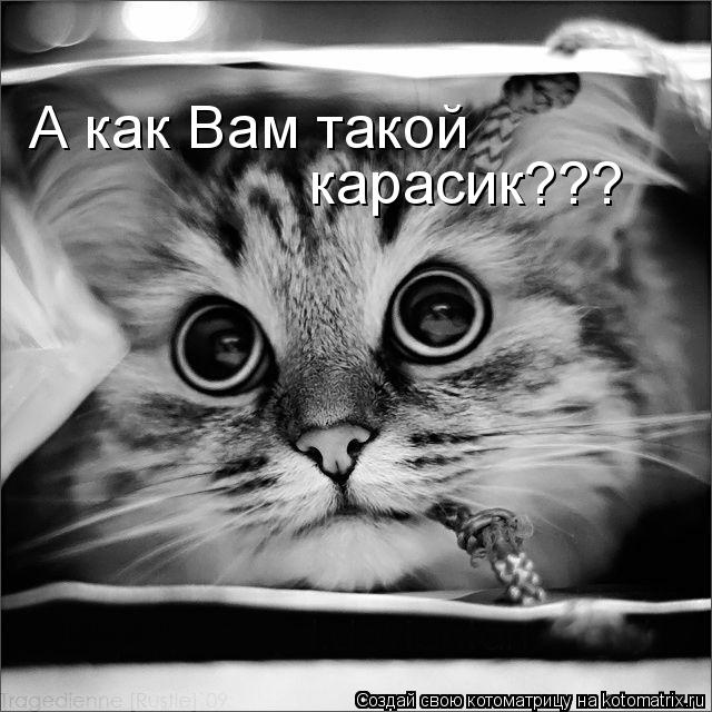 А как Вам такой карасик???... Котоматрица: А как Вам такой карасик???