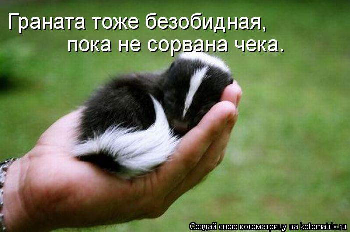Граната тоже безобидная, пока не сорвана чека.... Котоматрица: Граната тоже безобидная, пока не сорвана чека.