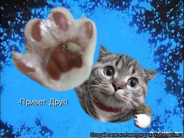 -Привет, Друк!... Котоматрица: -Привет, Друк!