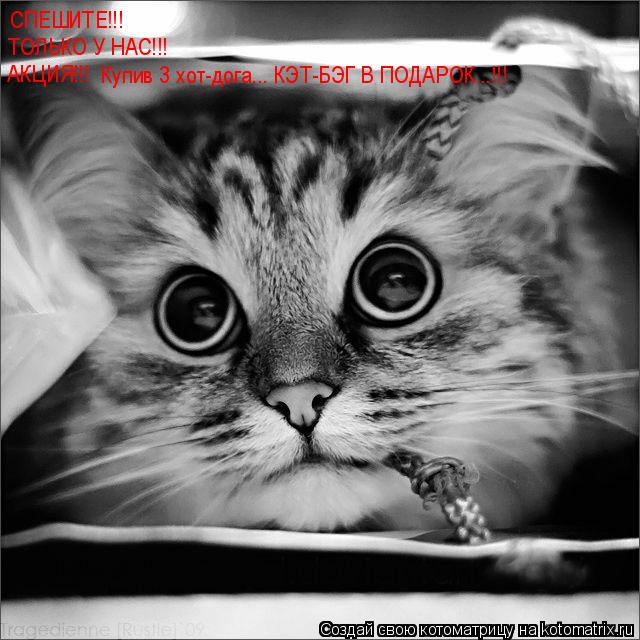СПЕШИТЕ!!! ТОЛЬКО У НАС!!! АКЦИЯ!!! Купив 3 хот-дога... КЭТ-БЭГ В ПОДАРОК...!!!... Котоматрица: СПЕШИТЕ!!! ТОЛЬКО У НАС!!! АКЦИЯ!!! Купив 3 хот-дога... КЭТ-БЭГ В ПОДАРОК...!!!