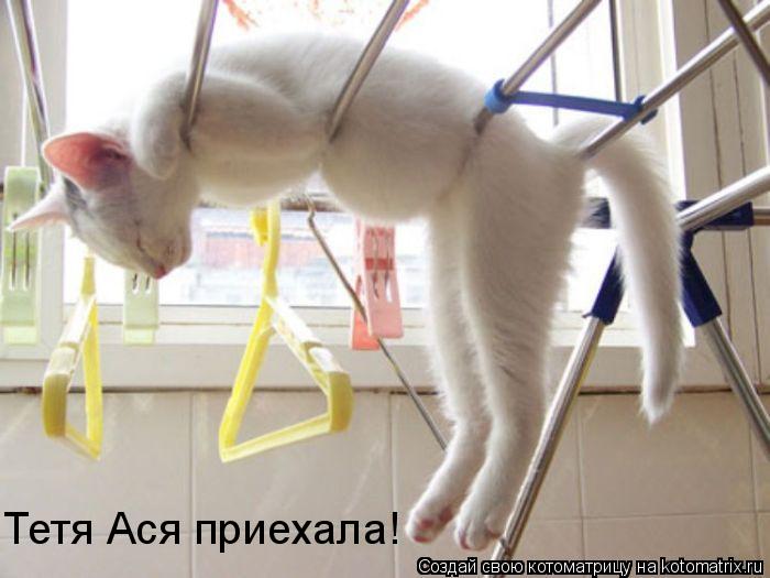 Тетя Ася приехала!... Котоматрица: Тетя Ася приехала!