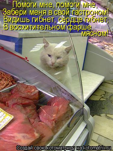 Помоги мне, помоги мне, Забери меня в свой гастроном! Видишь гибнет, сердце гибнет, В восхитительном ... Котоматрица: Помоги мне, помоги мне, Забери меня в свой гастроном! Видишь гибнет, сердце гибнет, В восхитительном фарше мясном!