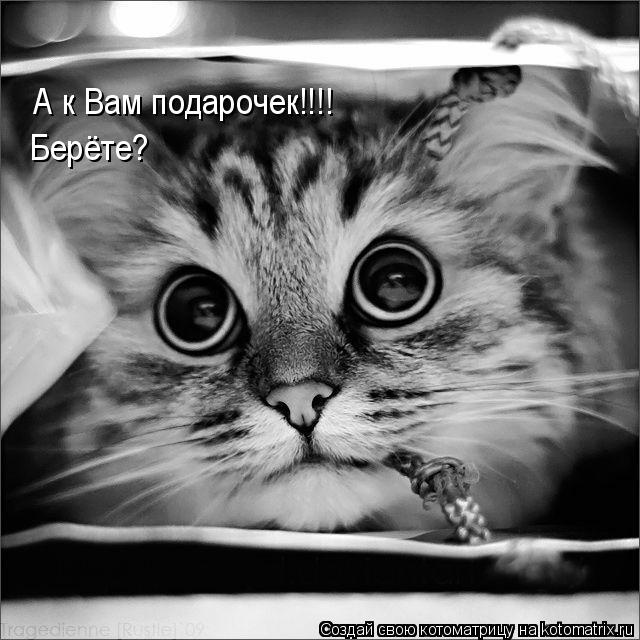 А к Вам подарочек!!!! Берёте?... Котоматрица: А к Вам подарочек!!!! Берёте?