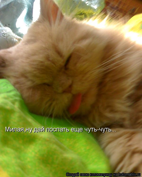 Милая,ну дай поспать еще чуть-чуть...... Котоматрица: Милая,ну дай поспать еще чуть-чуть...