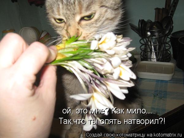 ой, это мне? Как мило... Так,что ты опять натворил?!... Котоматрица: ой, это мне? Как мило... Так,что ты опять натворил?!