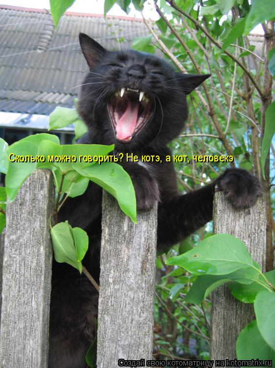 Сколько можно говорить? Не котэ, а кот, человекэ... Котоматрица: Сколько можно говорить? Не котэ, а кот, человекэ