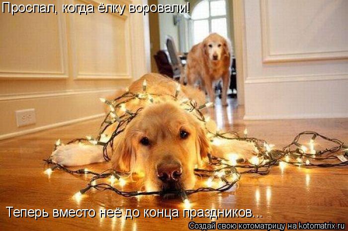 Проспал, когда ёлку воровали! Теперь вместо неё до конца праздников...... Котоматрица: Проспал, когда ёлку воровали! Теперь вместо неё до конца праздников...