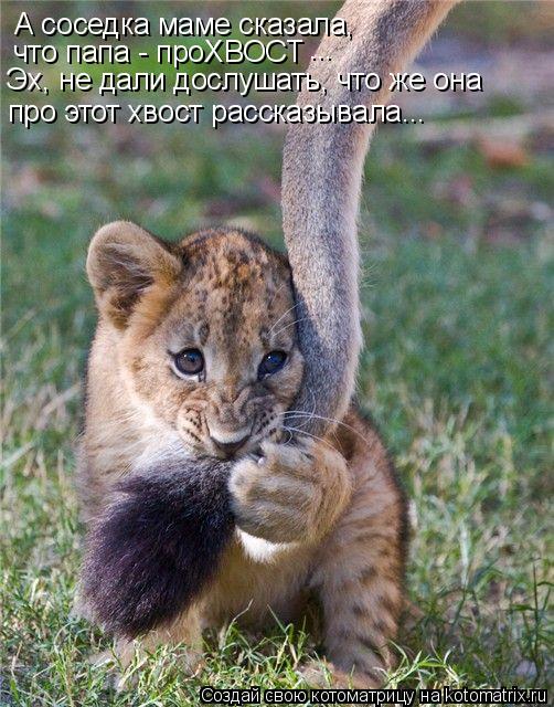 Котоматрица: А соседка маме сказала, что папа - проХВОСТ ... Эх, не дали дослушать, что же она про этот хвост рассказывала...