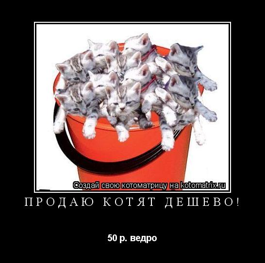 Продаю котят дешево! 50 р. ведро... Котоматрица: Продаю котят дешево! 50 р. ведро