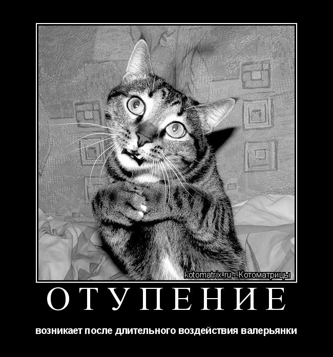 ОТУПЕНИЕ возникает после длительного воздействия валерьянки... Котоматрица: ОТУПЕНИЕ возникает после длительного воздействия валерьянки