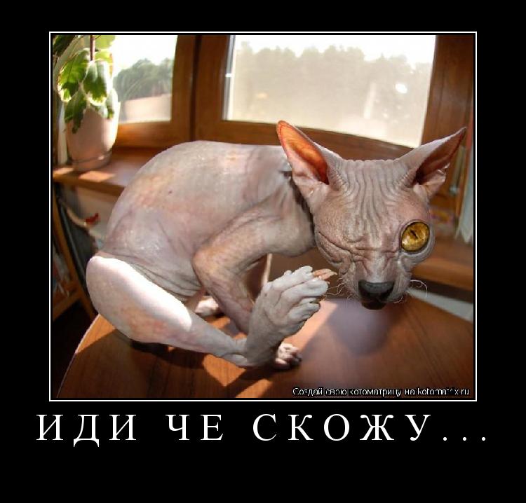 Иди чё скожу... ... Котоматрица: Иди чё скожу...
