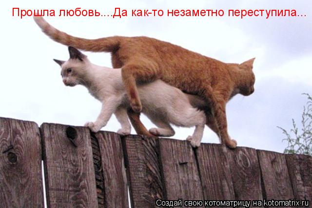 Прошла любовь....Да как-то незаметно переступила...... Котоматрица: Прошла любовь....Да как-то незаметно переступила...