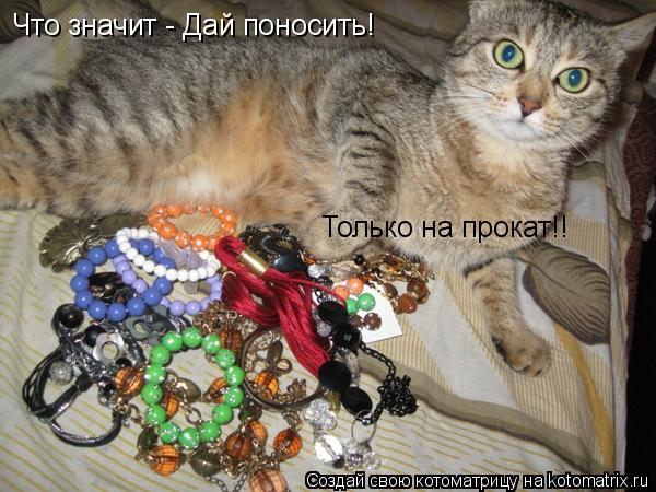 Что значит - Дай поносить! Только на прокат!!... Котоматрица: Что значит - Дай поносить! Только на прокат!!