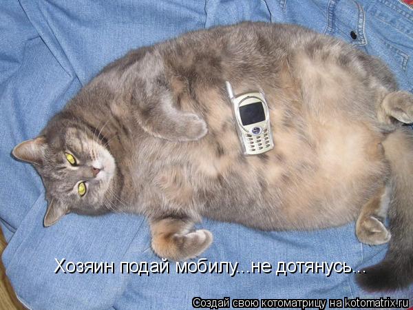 Хозяин подай мобилу...не дотянусь...... Котоматрица: Хозяин подай мобилу...не дотянусь...