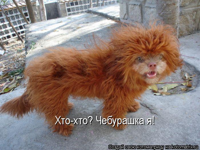 Хто-хто? Чебурашка я!... Котоматрица: Хто-хто? Чебурашка я!