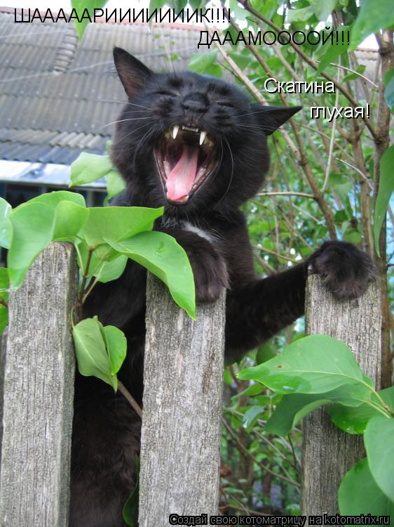 ШАААААРИИИИИИИК!!!! ДАААМООООЙ!!! Скатина глухая!... Котоматрица: ШАААААРИИИИИИИК!!!! ДАААМООООЙ!!! Скатина глухая!