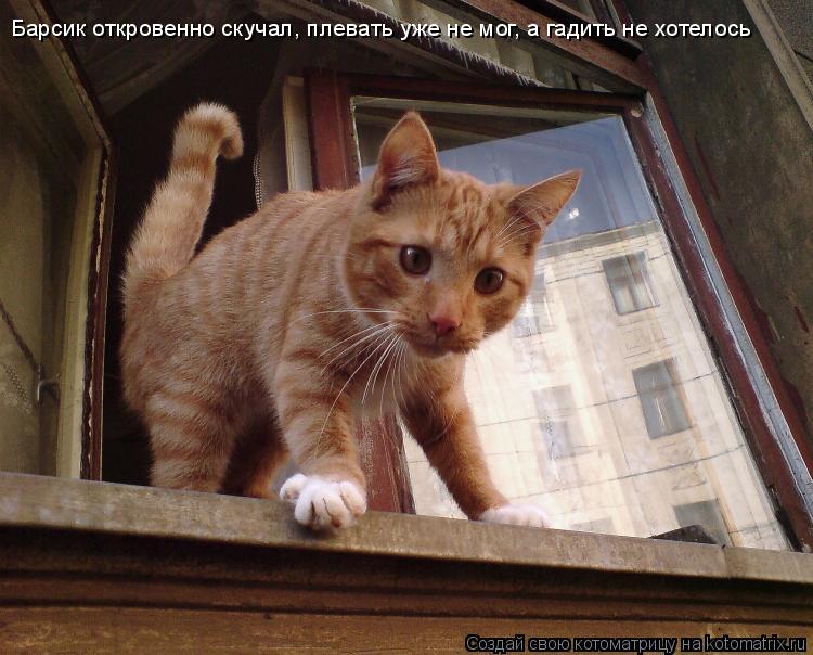Барсик откровенно скучал, плевать уже не мог, а гадить не хотелось... Котоматрица: Барсик откровенно скучал, плевать уже не мог, а гадить не хотелось
