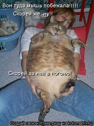 Вон туда мышь побежала! !!!! Скорей же, ну!! Скорей за ней в погоню!... Котоматрица: Вон туда мышь побежала! !!!! Скорей же, ну!! Скорей за ней в погоню!